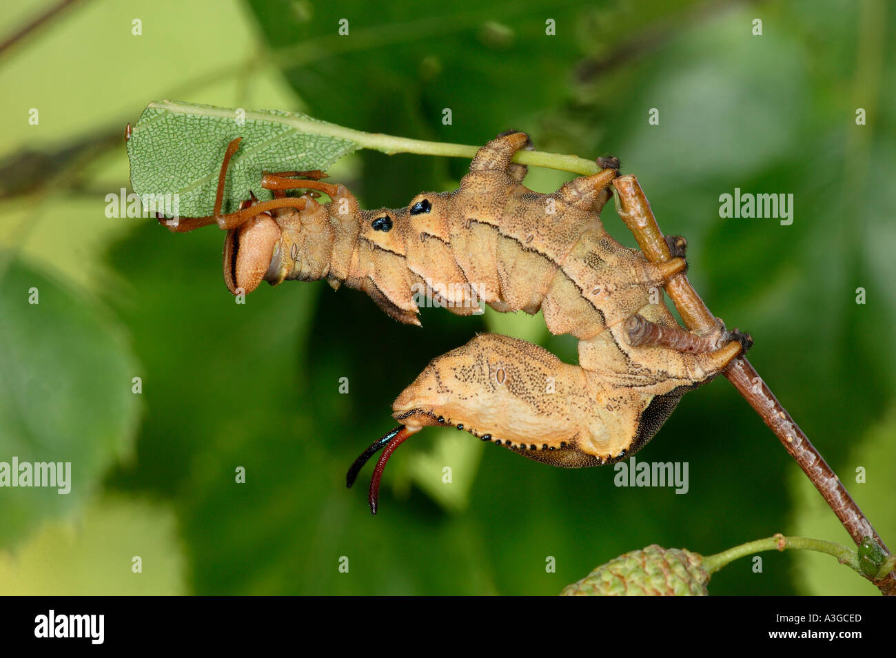 Hummer Moth Stauropus Fagi Larven ernähren sich von Buche verlässt Potton Bedfordshire Stockfoto