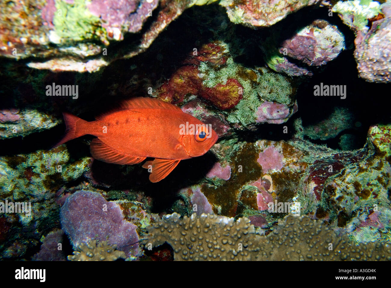 BIG EYE REEF Fisch Priacanthus Hamrur Korallenriff Landschaft Rotes Meer Sharm El Sheikh Ägypten Snapper redeye Stockfoto