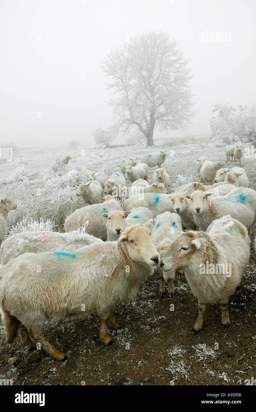 Schafe auf Moorland im Winter mit Eis auf Mäntel Blaenavon Wales UK öffnen Stockfoto