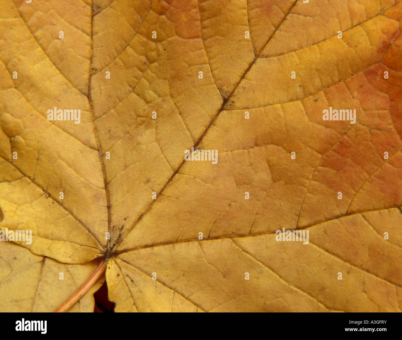 Gelbe farbige Ahornblatt Stockfoto