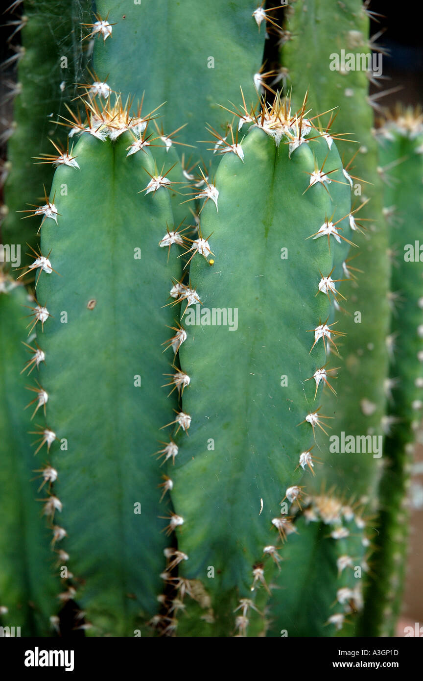 Cereus Peruaner Stockfoto