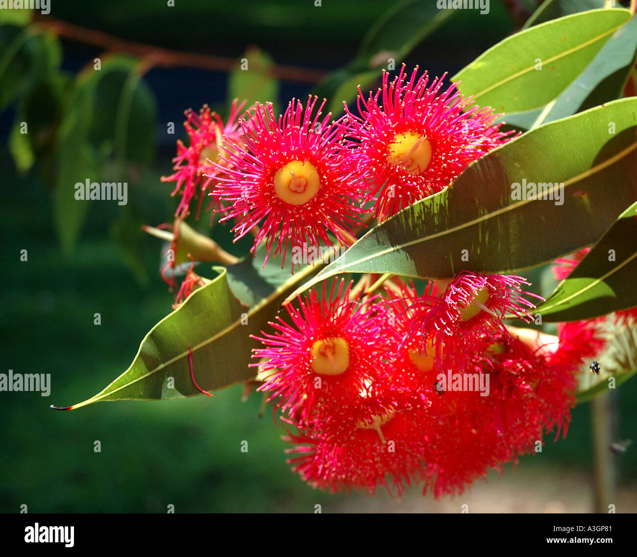 Schöne blühende Gum Eukalyptus ptychocarpa Stockfoto