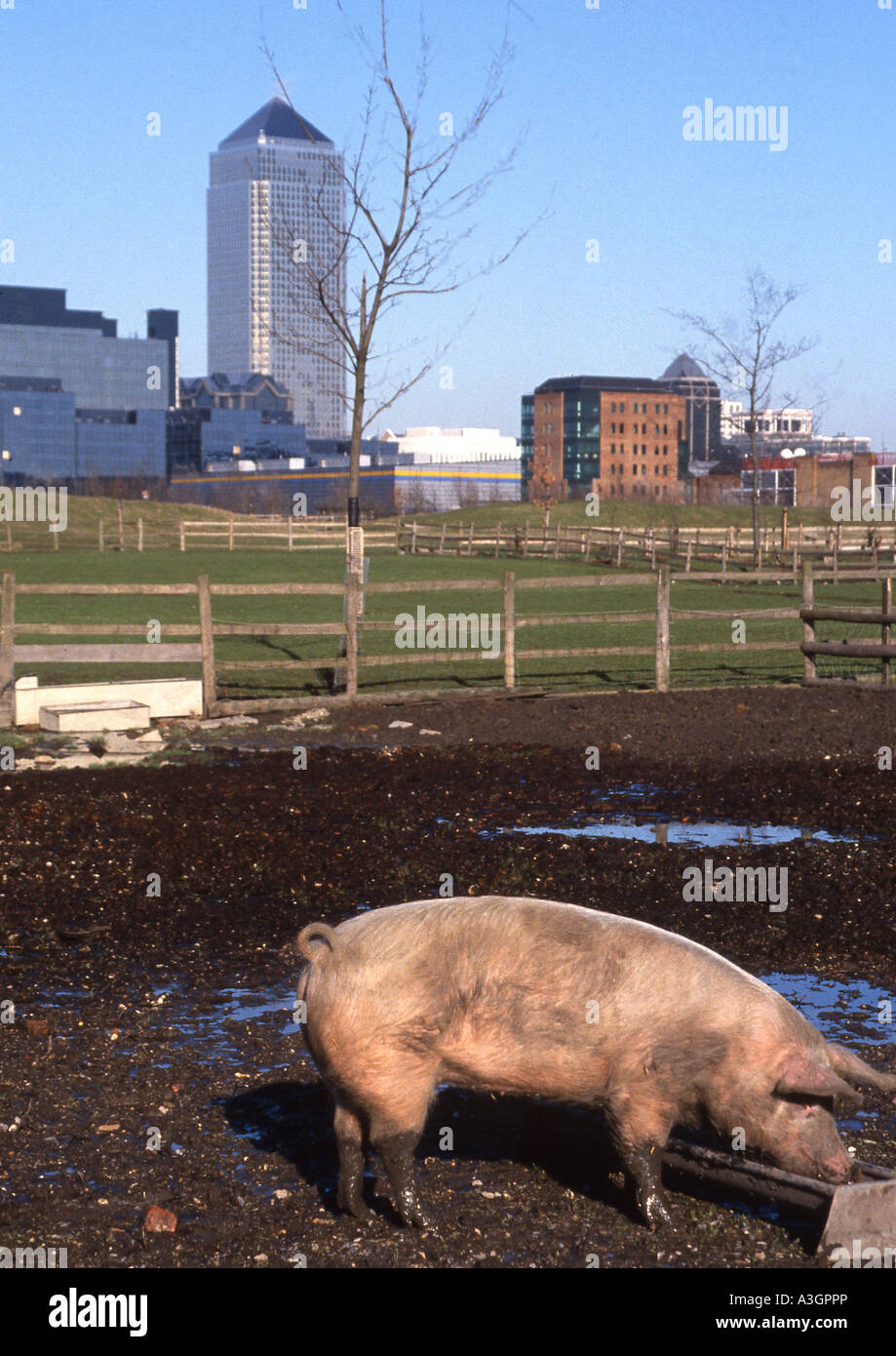 Pig Mudchute City Farm Docklands London Stockfoto
