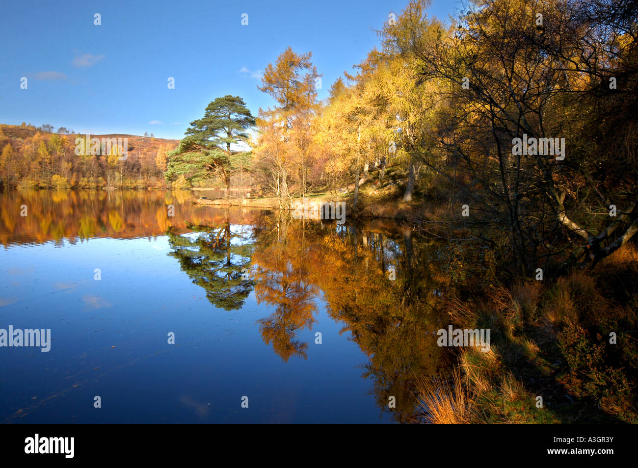 Herbst Reflecions in den See Finsthwaite tarn Stockfoto