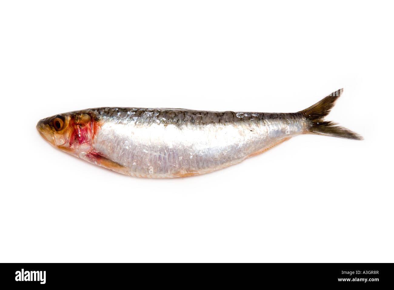 Sardine isoliert auf einem weißen Studio-Hintergrund. Stockfoto