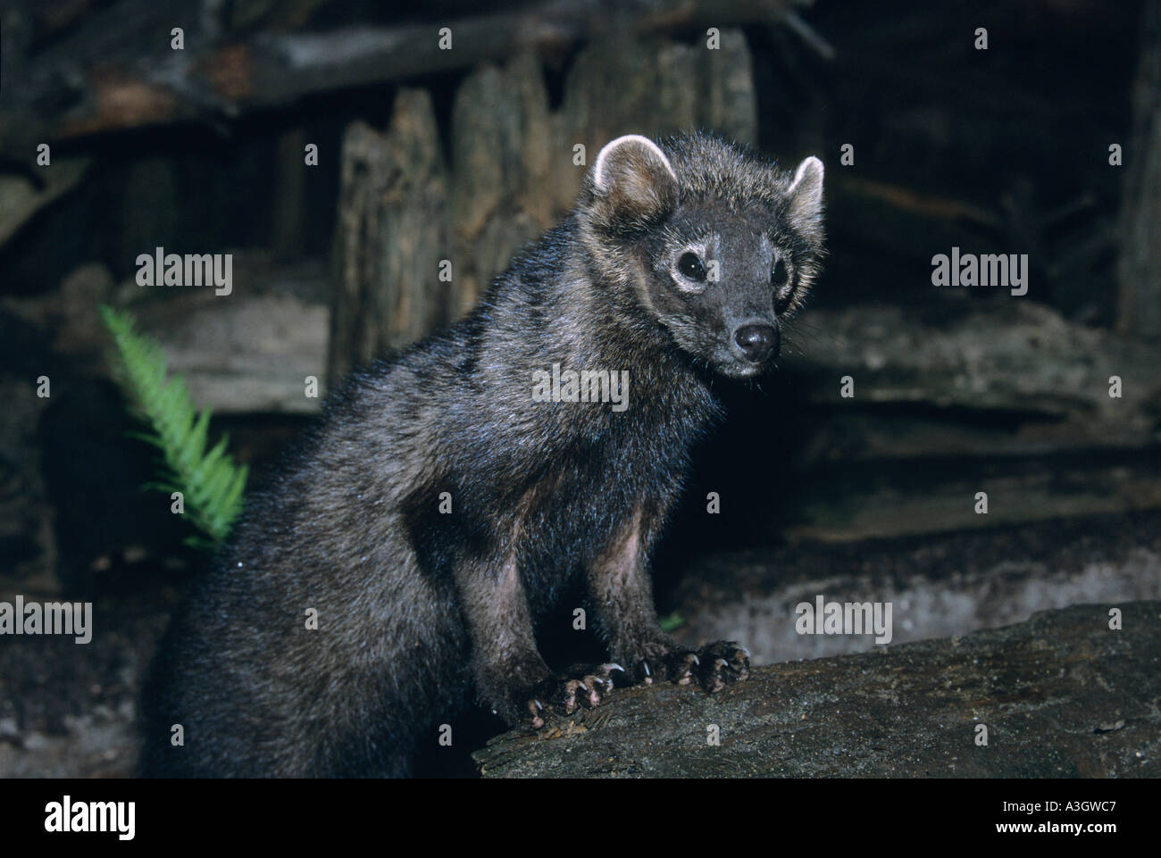 FISHER (Martes Pennanti) ursprünglich aus uralten Wäldern gefangen Stockfoto