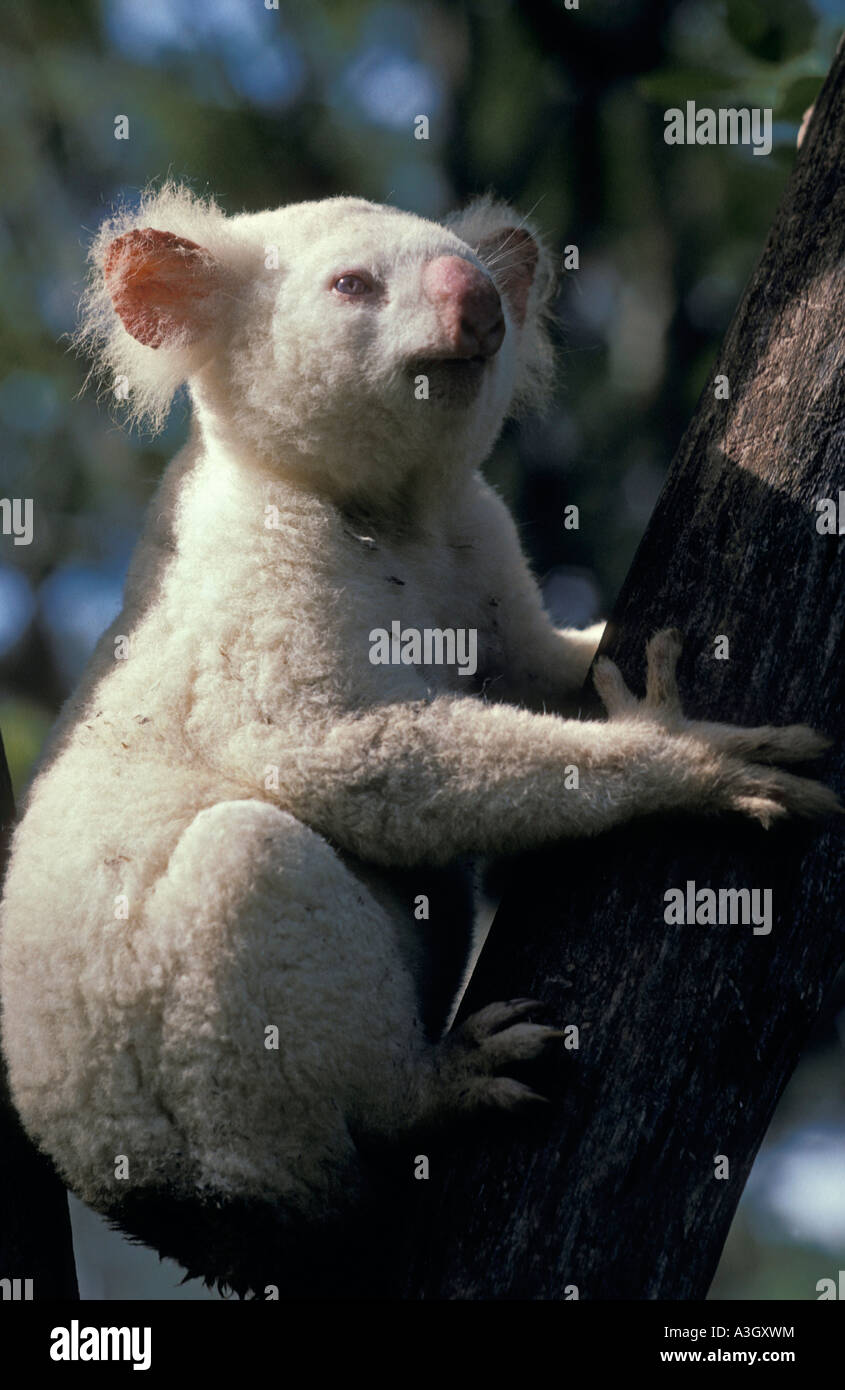 Albino Koala Essen Eukalyptus Lone Pine Sanctuary Australien Stockfoto