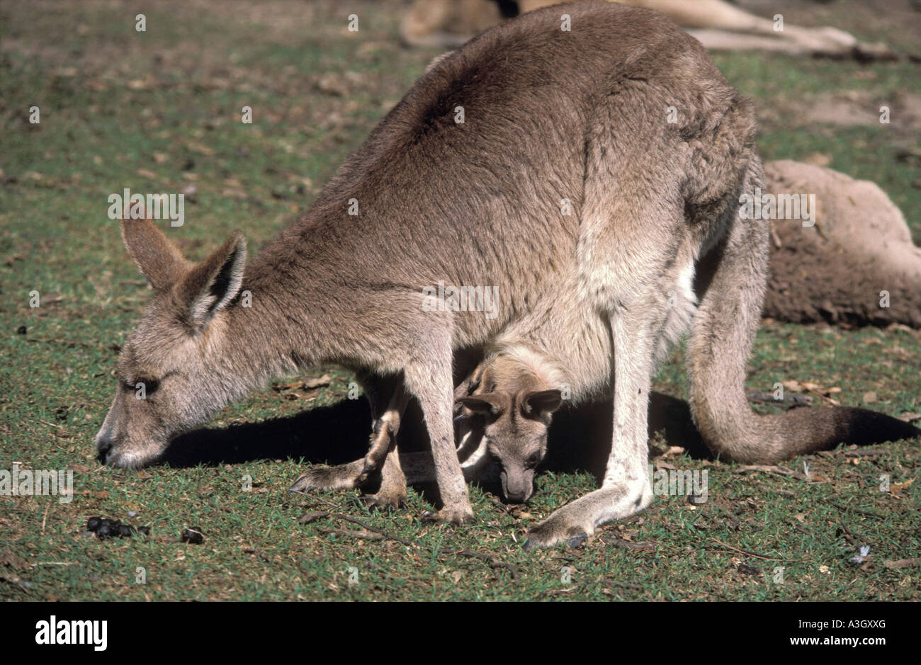 Grey Kangaroo mit Joey Queensland Australien Stockfoto