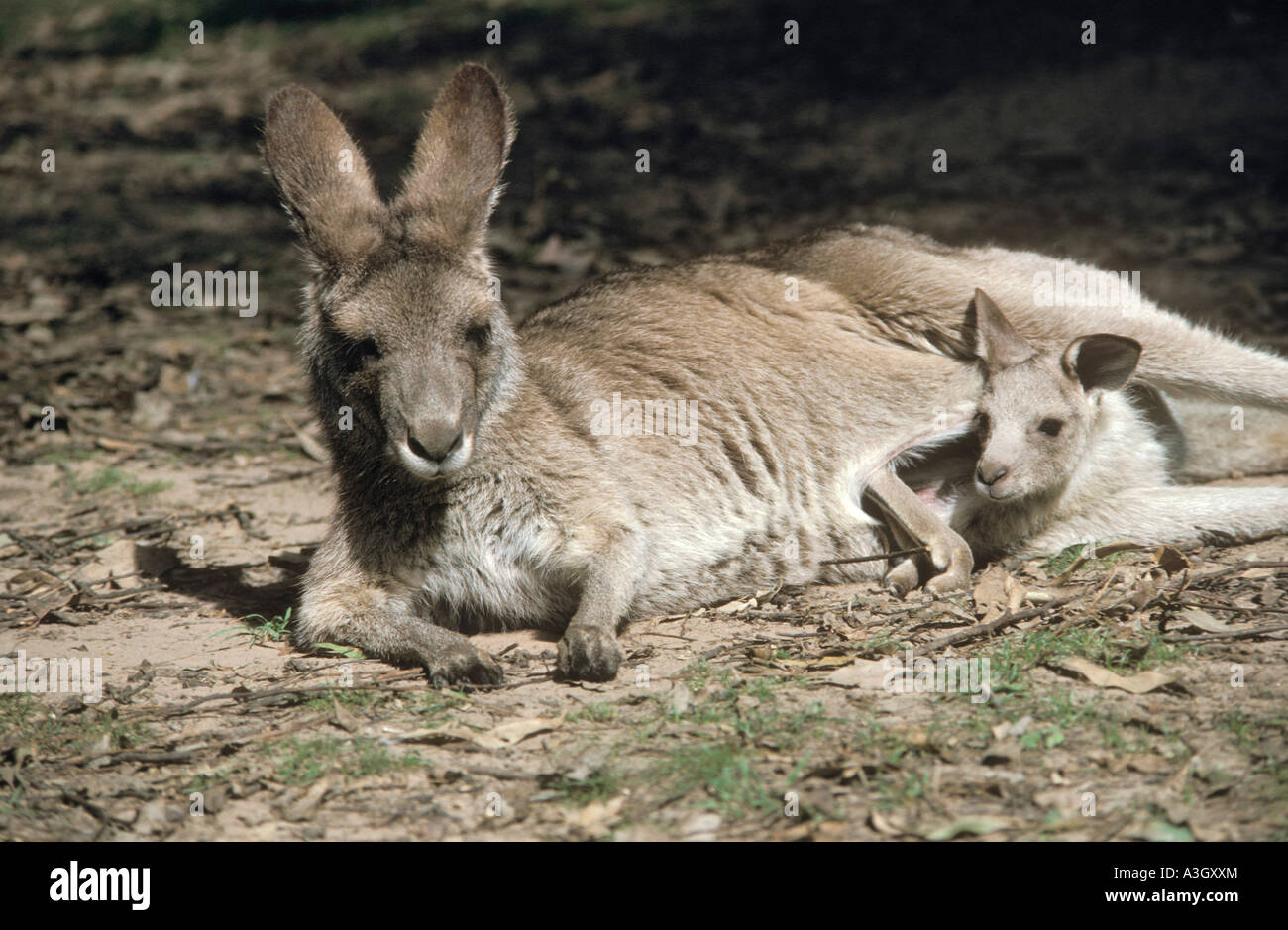 Grey Kangaroo mit Joey Queensland Australien Stockfoto