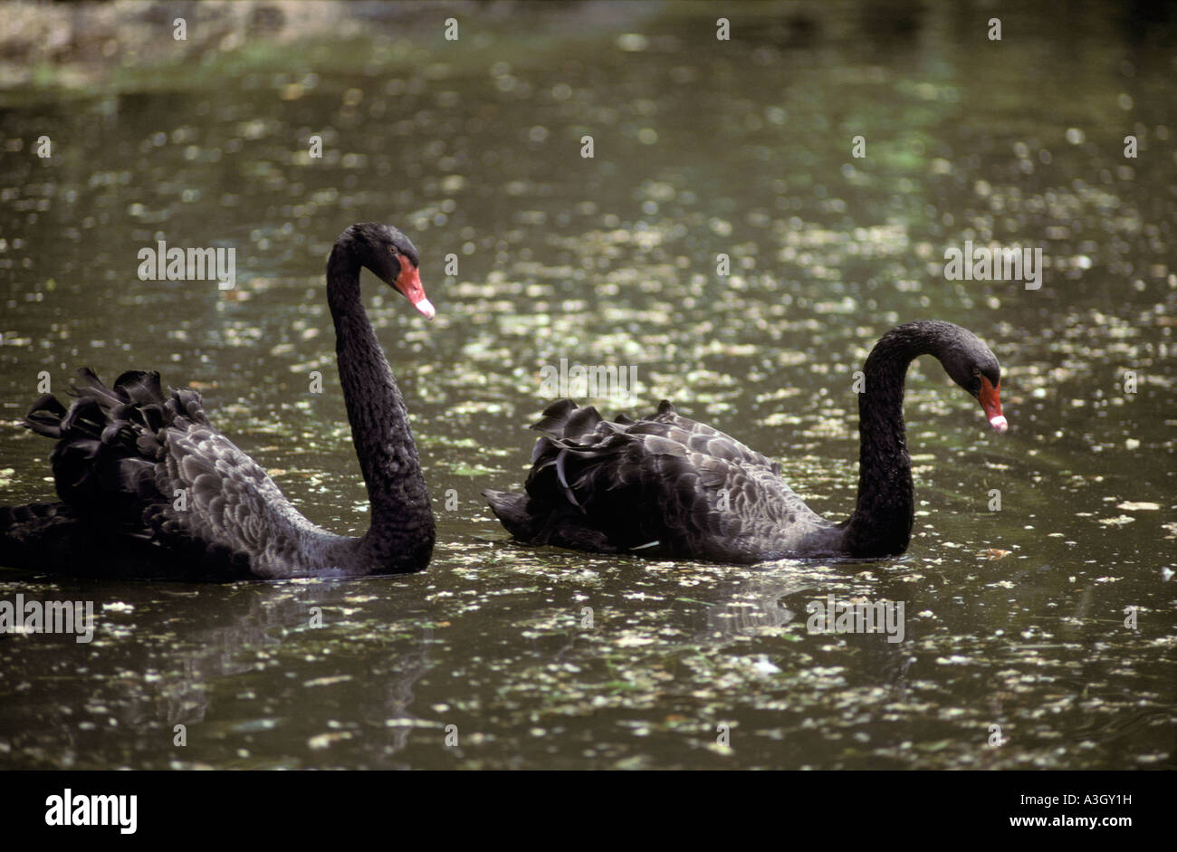 Schwarze Schwäne Cygnus olor Australien Stockfoto
