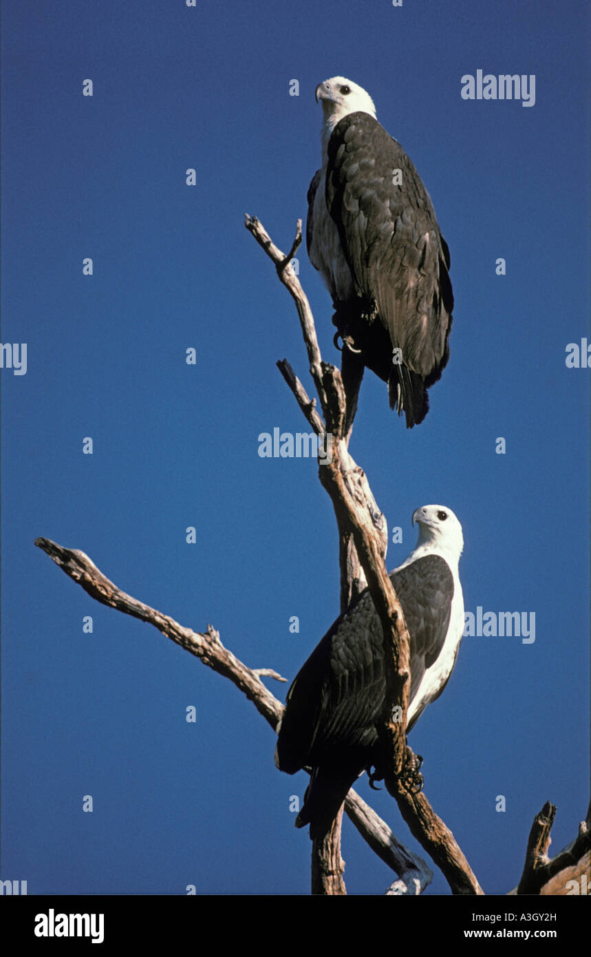 Weißer-Breasted Seeadler Haliaeetus Leucogaster Kakadu National Park Australien Stockfoto