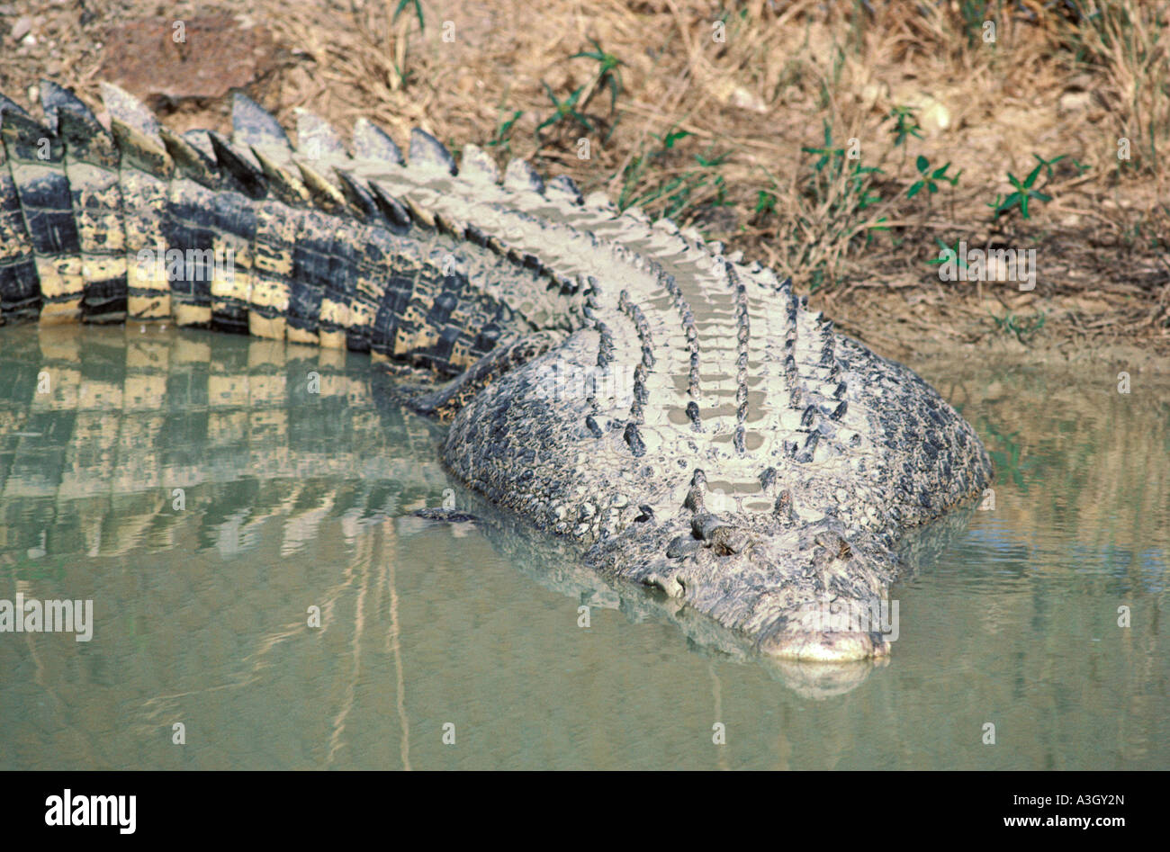 Salzwasser-Krokodil oder Flussmündungen Krokodil Crocodylus Porosus Kakadu National Park Northern Territory Australien Stockfoto