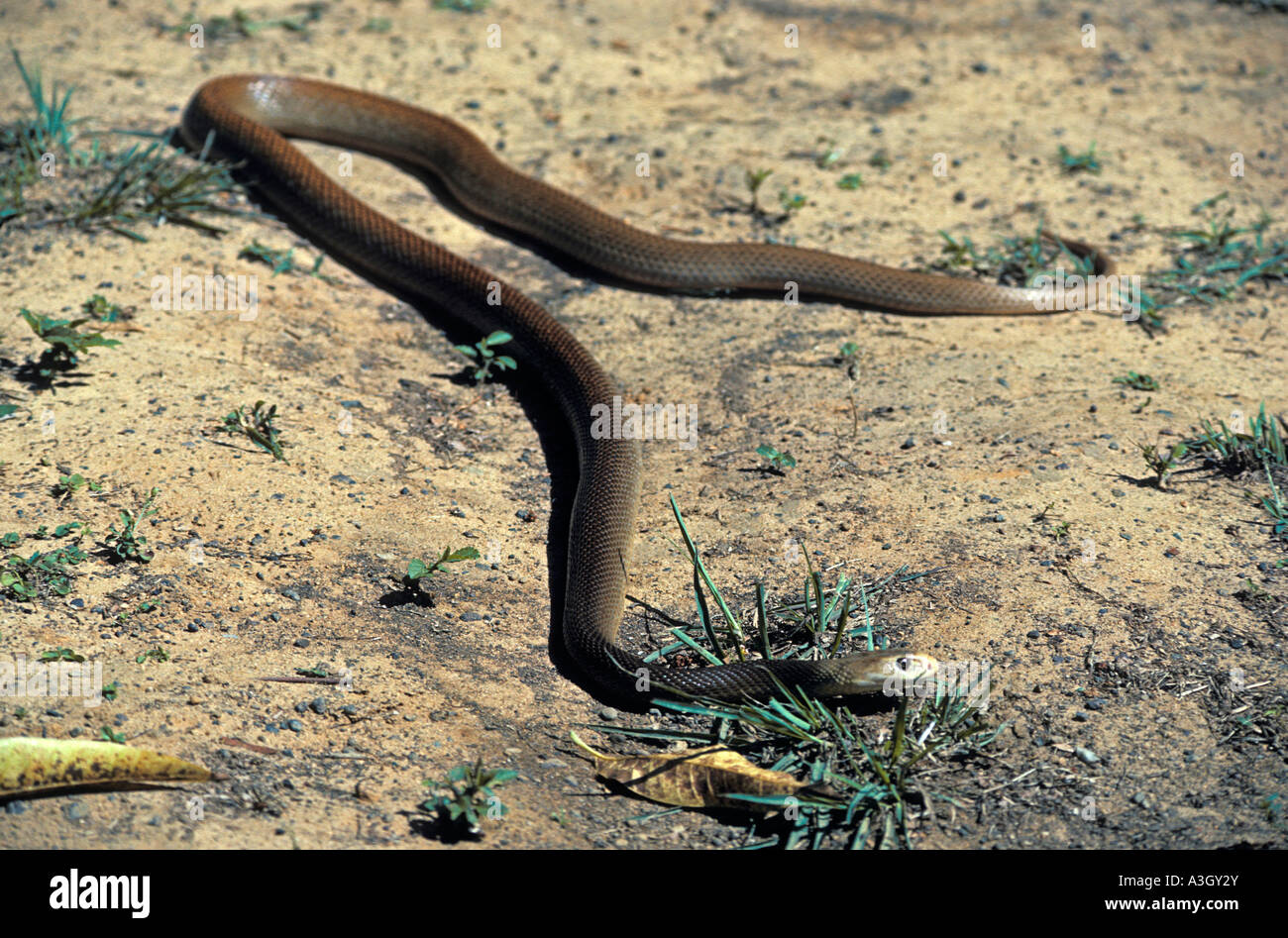 Taipan Oxyuranus Scutellatus Northern Territory Australien Stockfoto