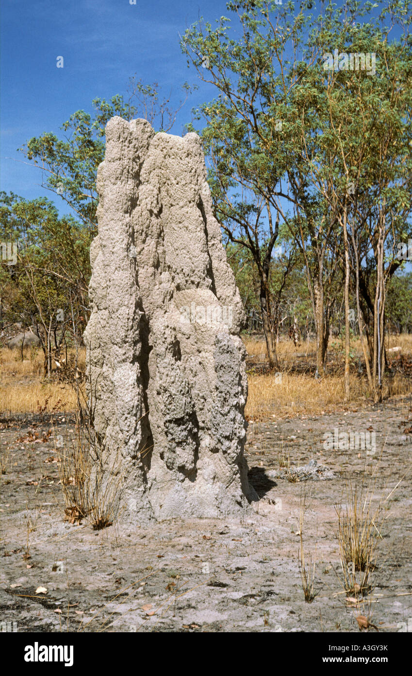 Termite Nest North Territory Australien Stockfoto