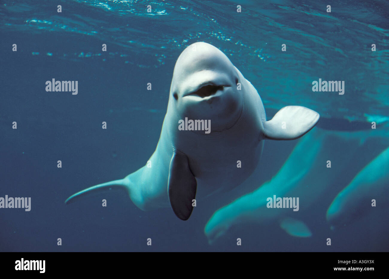 Beluga Wal Delphinapterus leucas Stockfoto