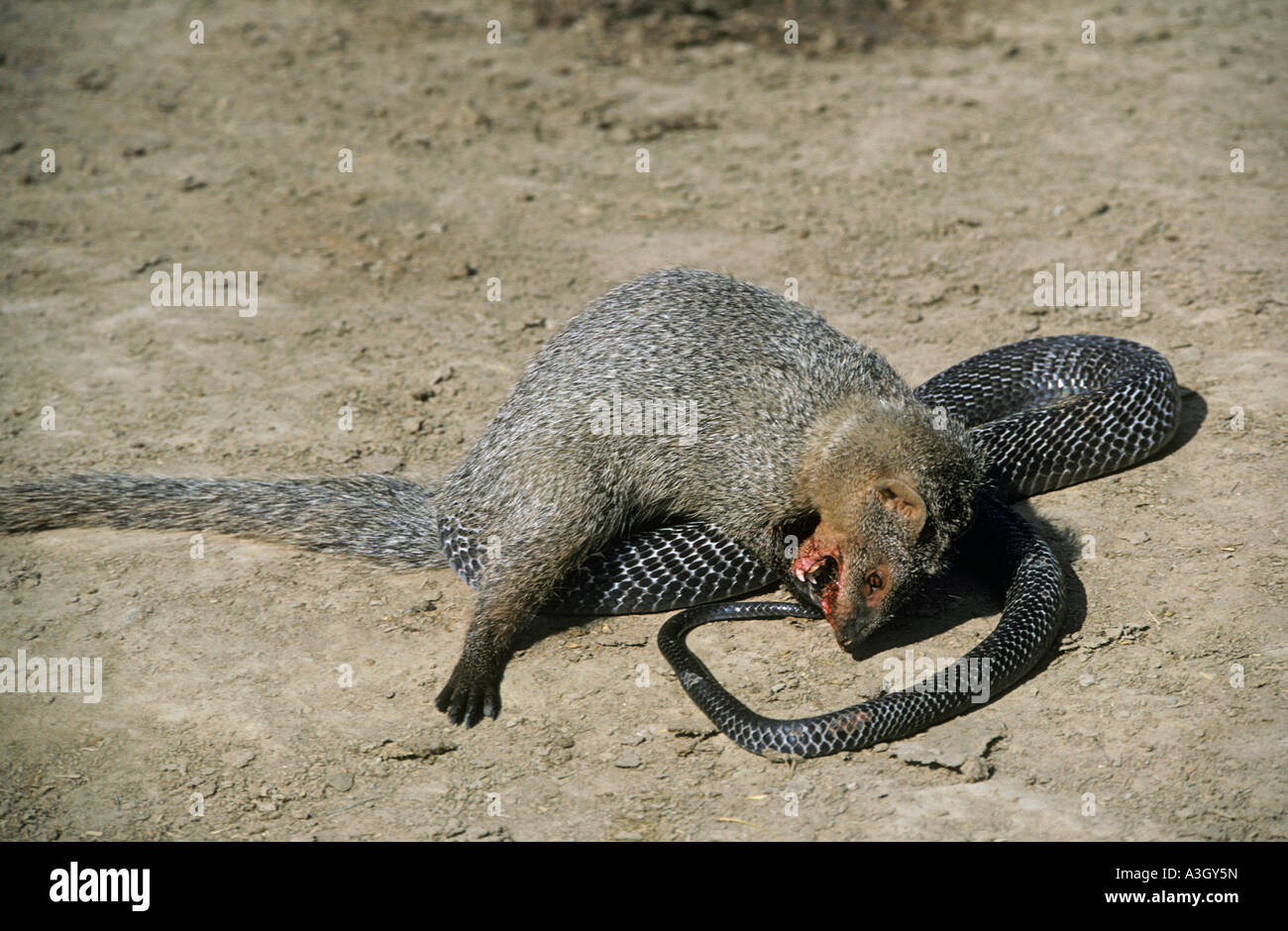 Mungo Angriff auf ein Cobra-Indien Stockfoto