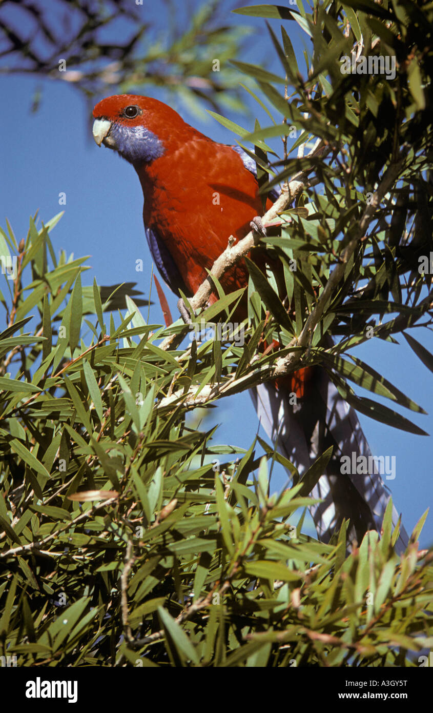 Crimson Rosella Platycercus Elegans Queensland Australien Stockfoto