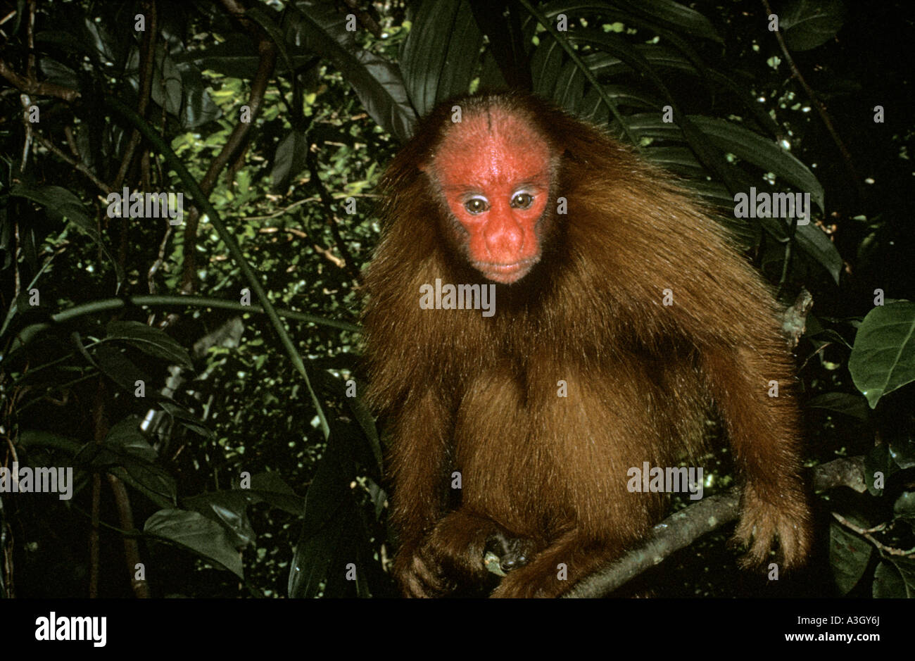 Roter gegenübergestellte Uacari Affe Cacajao Rubicundus Brasilien Stockfoto