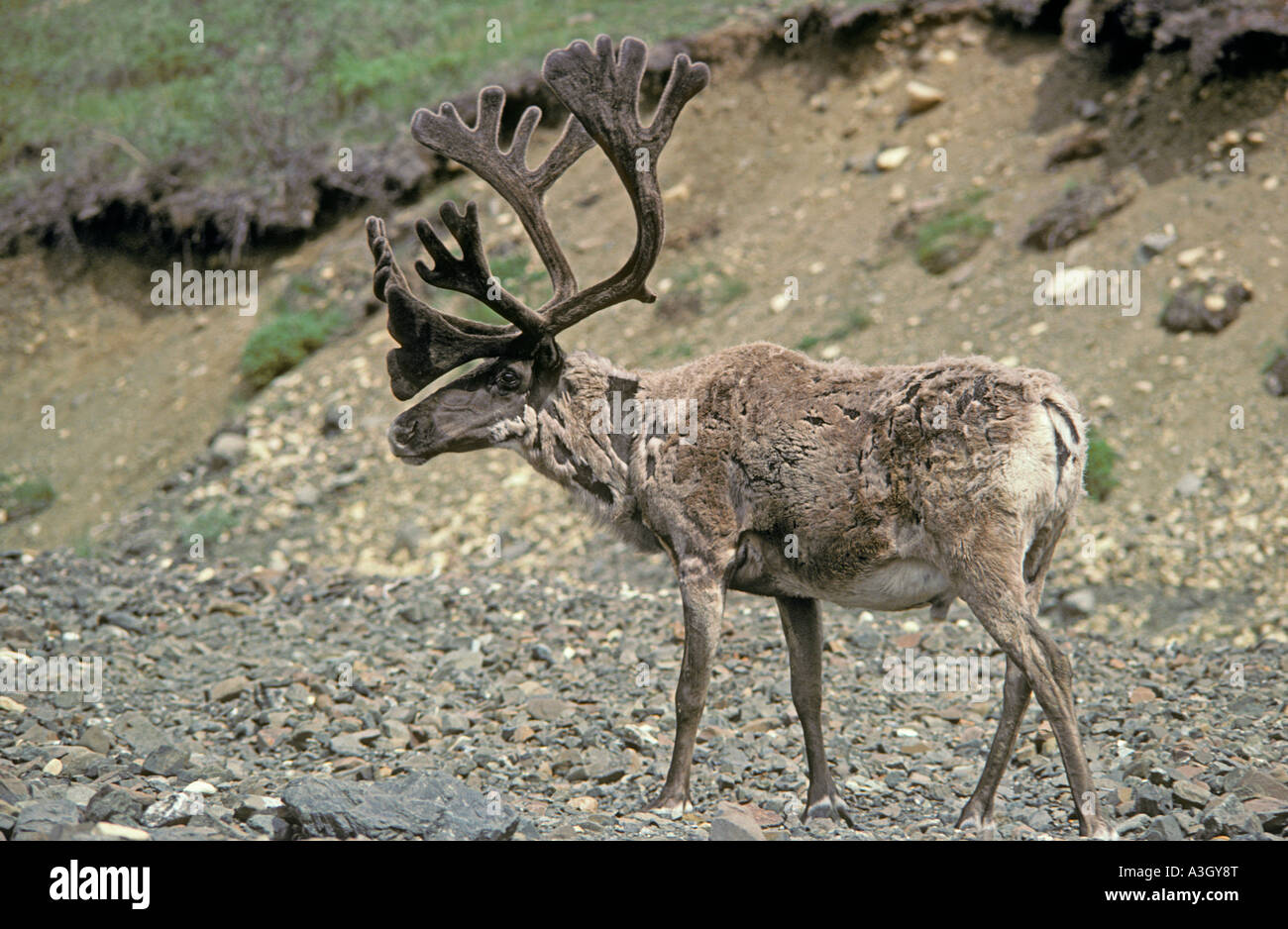 Karge Boden Caribou Denali Nationalpark, Alaska Stockfoto