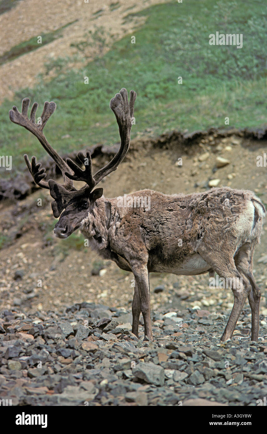 Karge Boden Caribou Denali Nationalpark, Alaska Stockfoto