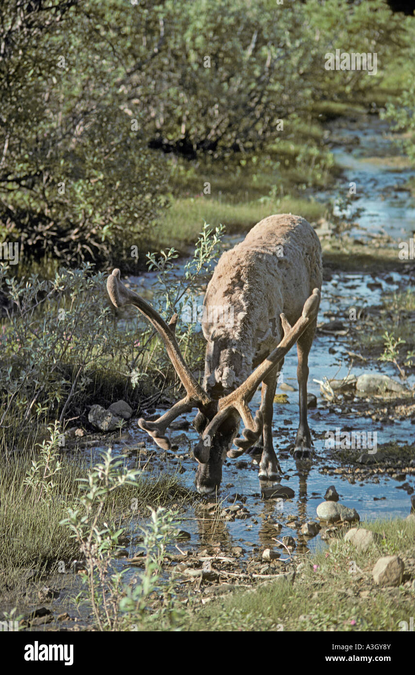 Karge Boden Caribou Denali Nationalpark, Alaska Stockfoto