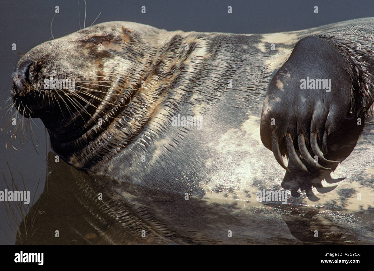 Graue Dichtung Halichoerus Grypus Nord-Atlantik Stockfoto