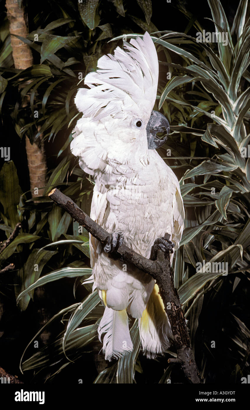 Weiße Kakadu oder Dach Kakadu Cacatua Alba Molukken Indonesien Stockfoto
