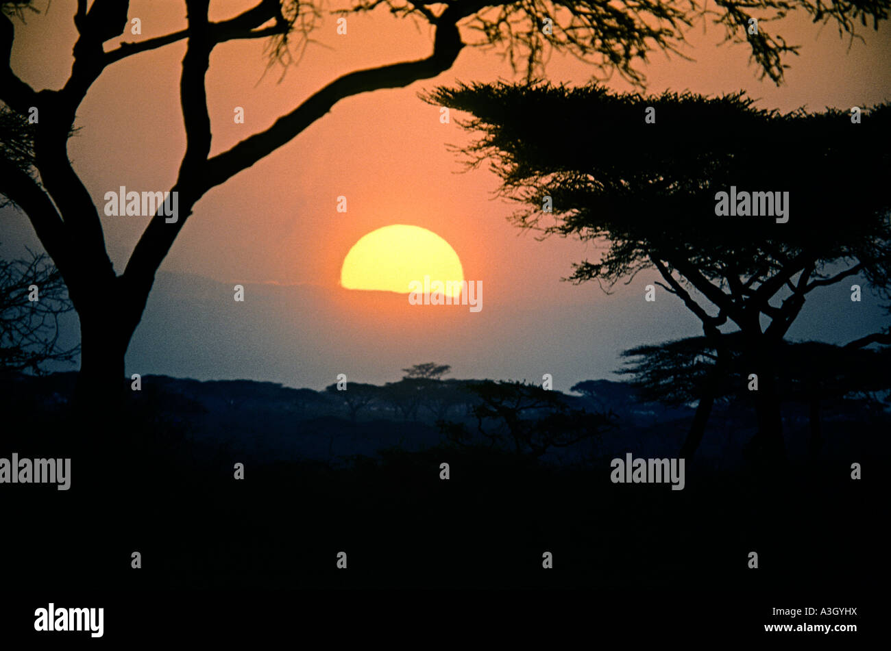 Sonnenuntergang hinter Akazie Bäume Tansania Afrika Stockfoto