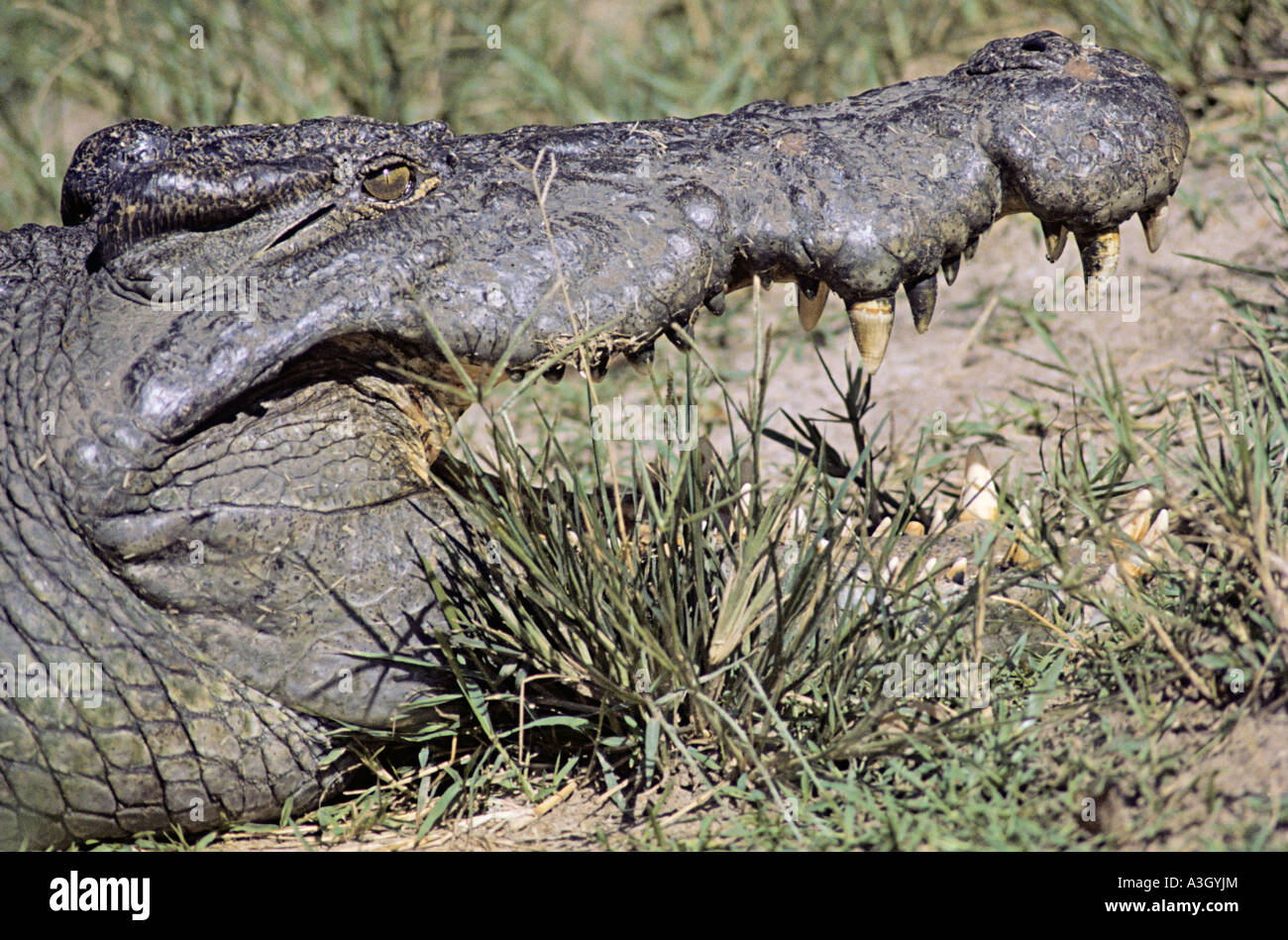 Nil-Krokodil Crocodylus Niloticus Victoria-Nil Uganda Afrika Stockfoto