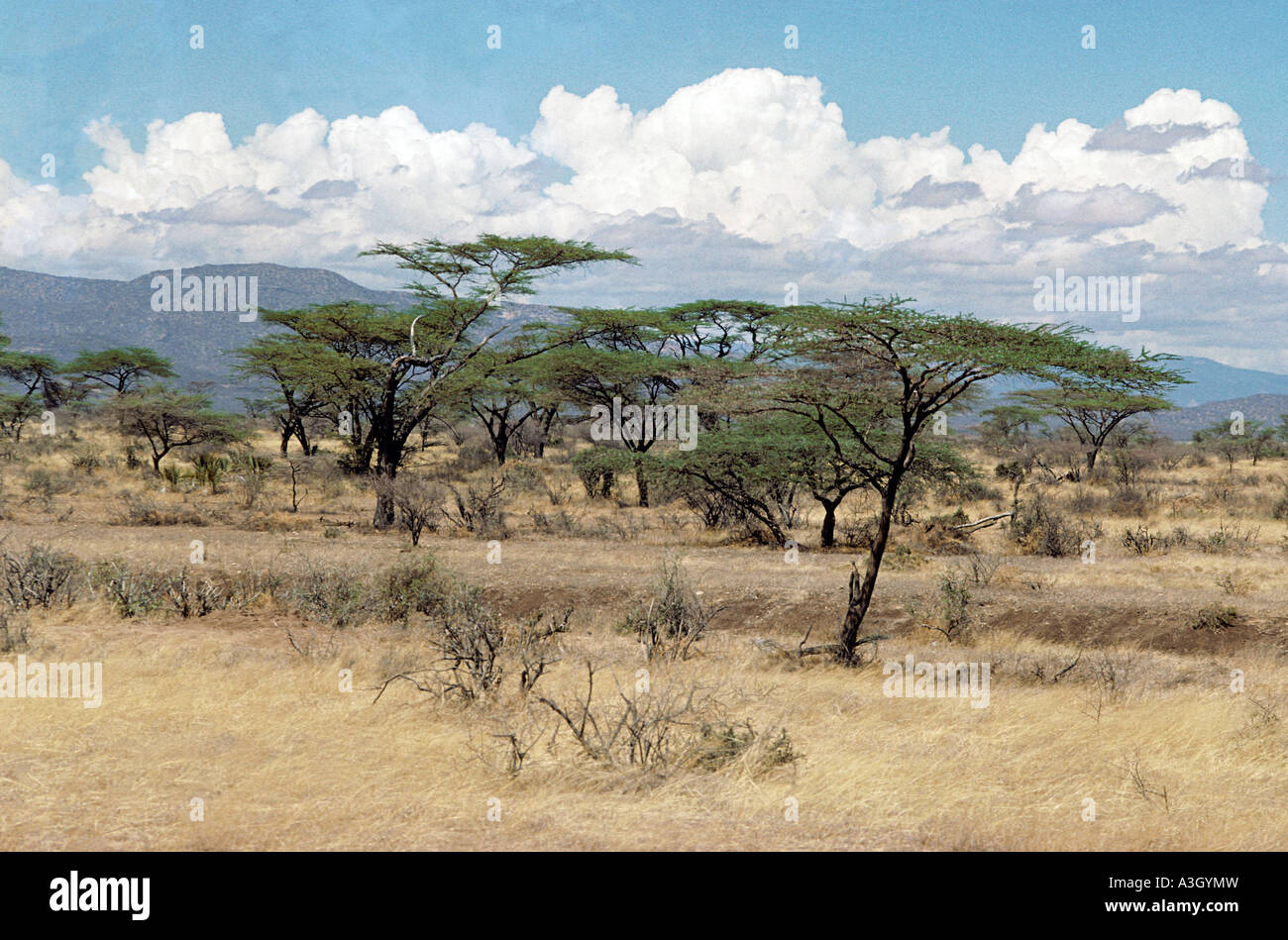 Ostafrikanische Savanne Buffalo Springs Kenia Stockfoto