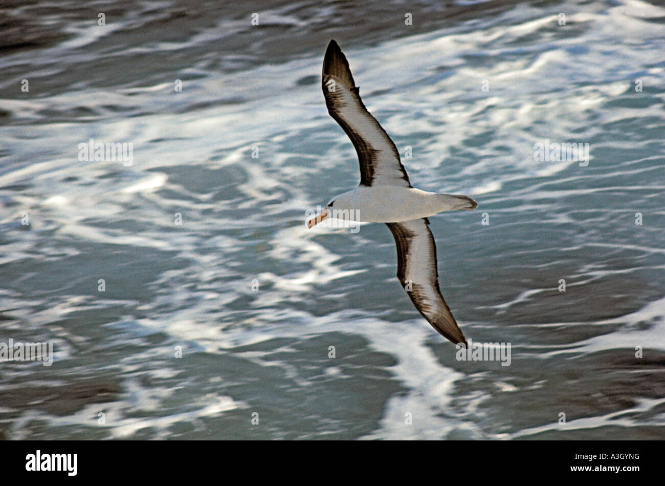 Black-browed Albatros Diomedea Melanophrys im Flug Falkland-Inseln Stockfoto