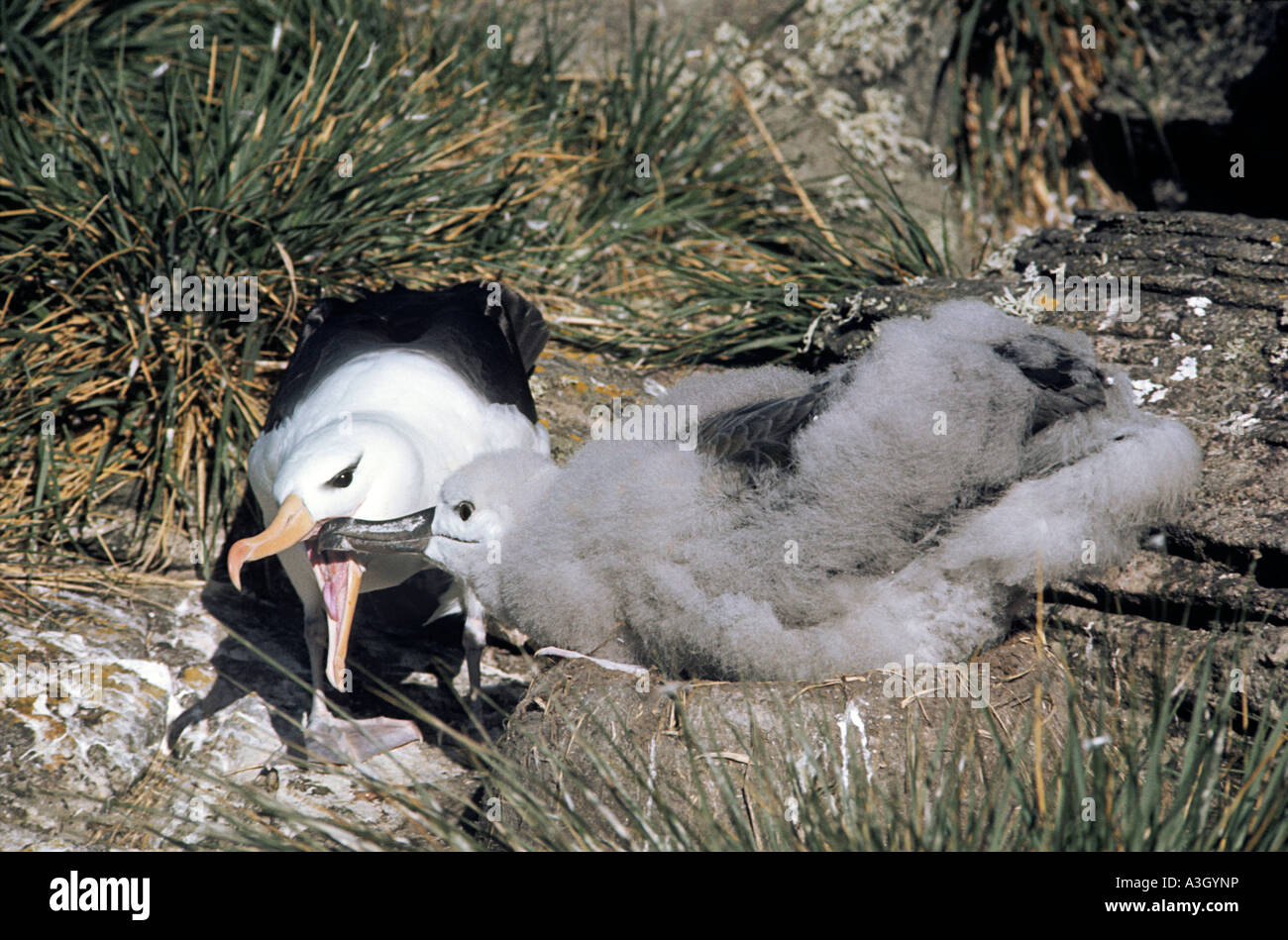 Schwarzen browed Albatros Diomedea Melanophrys Eltern Fütterung Küken-Falkland-Inseln Stockfoto