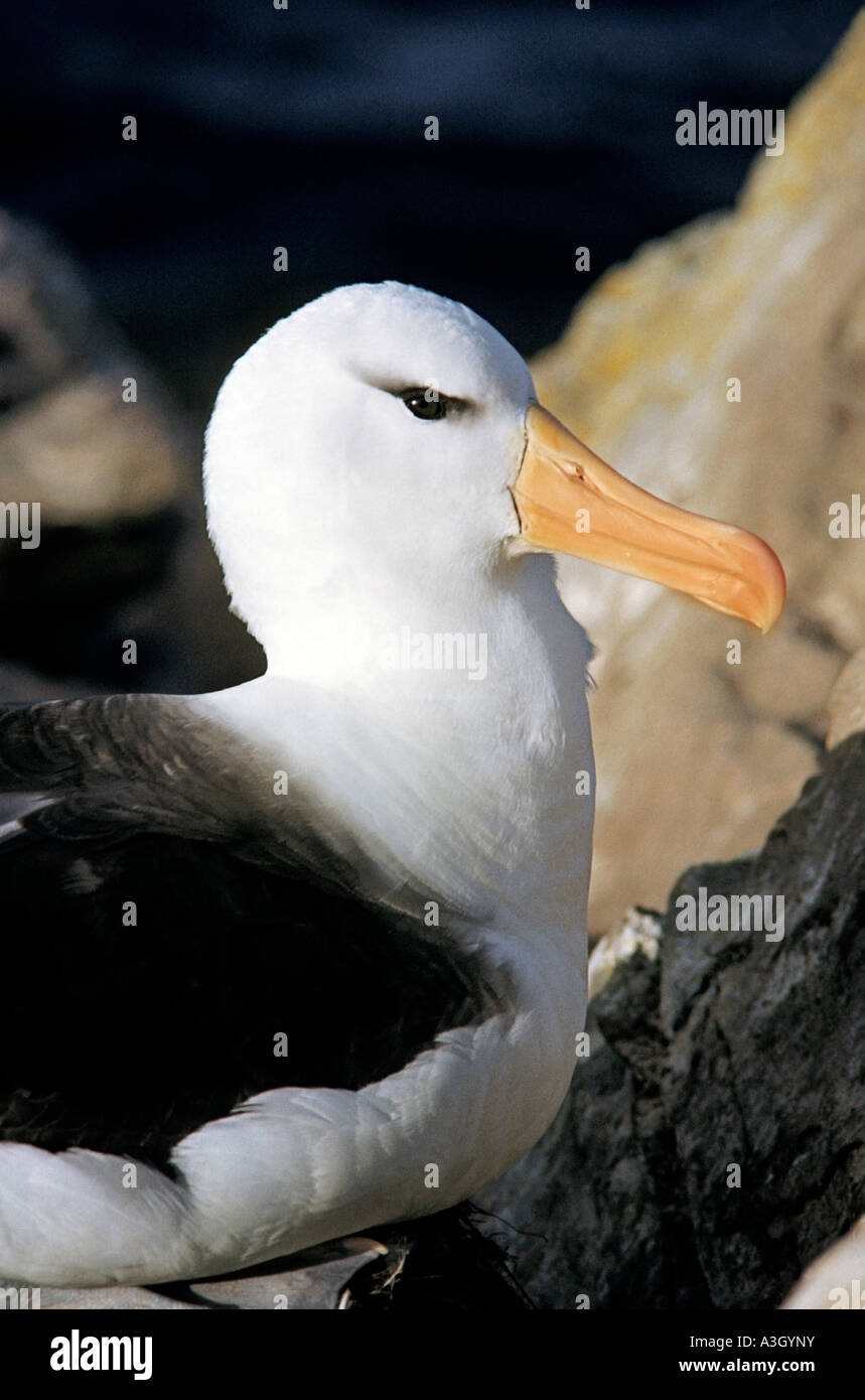 Schwarzen browed Albatros Diomedea Melanophrys am Nest Falkland-Inseln Stockfoto