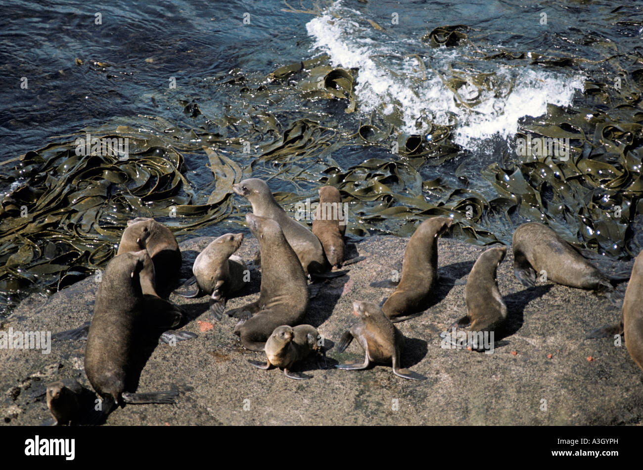 Südliche Seebären-Falkland-Inseln Stockfoto