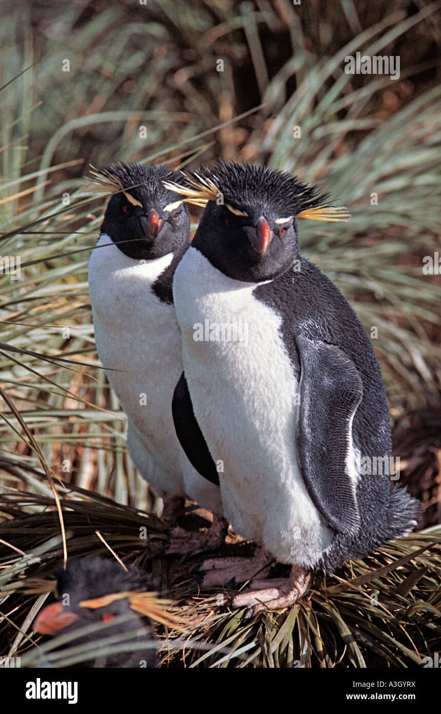 Südlichen Rockhopper Penguins Eudyptes Chrysocome Chrysocome Falkland-Inseln Stockfoto