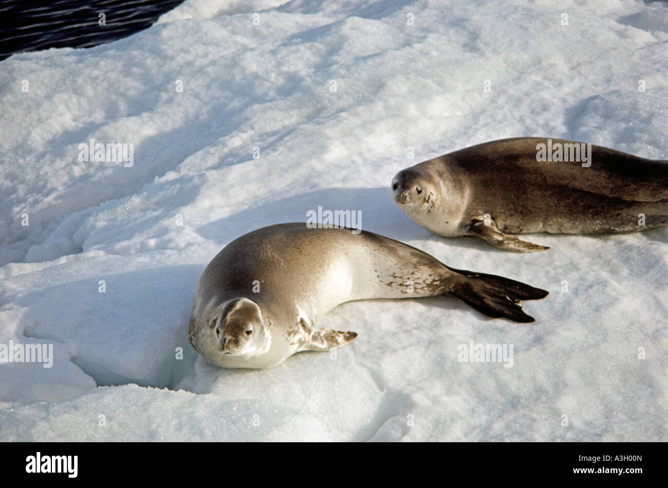 Krabbenfresserrobbe Dichtungen Antarktis Stockfoto