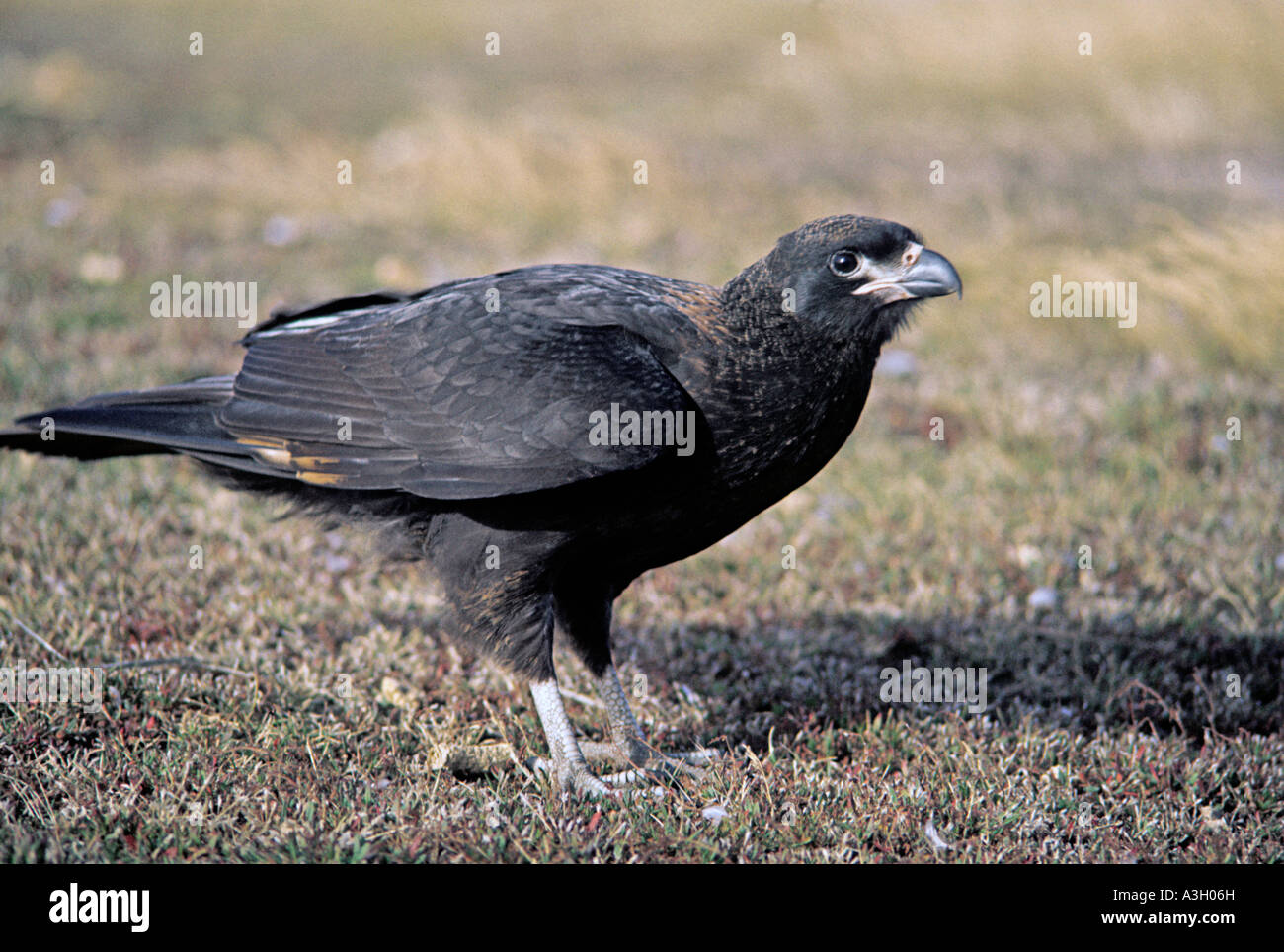Gekerbten Caracara aka Johnny Rook Phalcoboenus Australis Falkland-Inseln Stockfoto