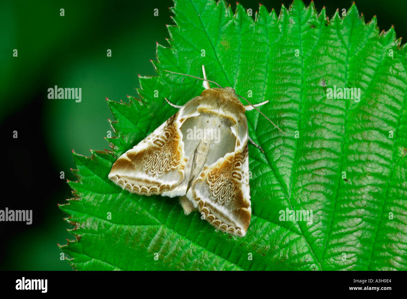 Buff Bögen Habrosyne Pyritoides auf Blatt Potton bedfordshire Stockfoto