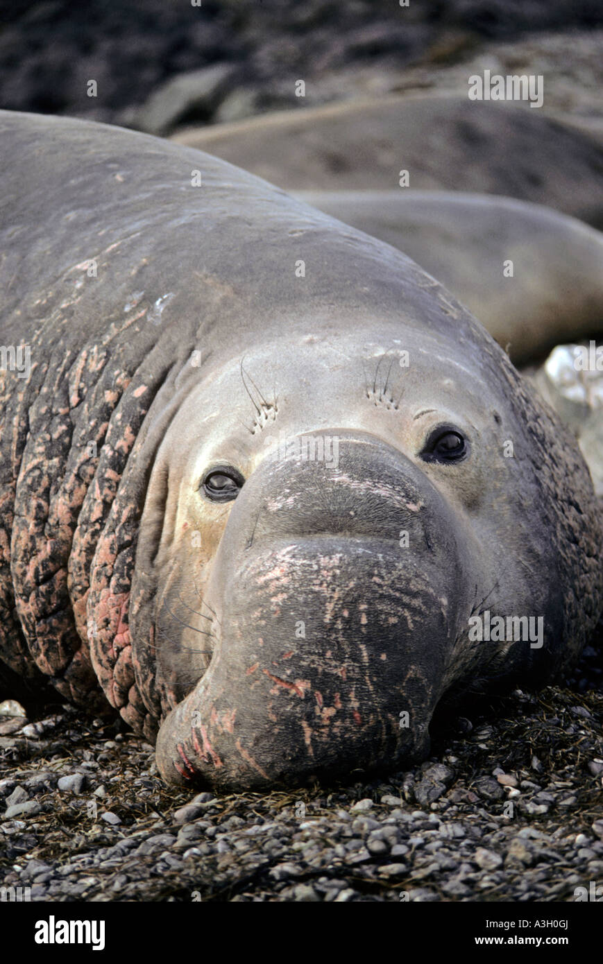 Nördlichen See-Elefanten Mirounga Angustirostris San Benitos Insel Baja California Mexiko Stockfoto