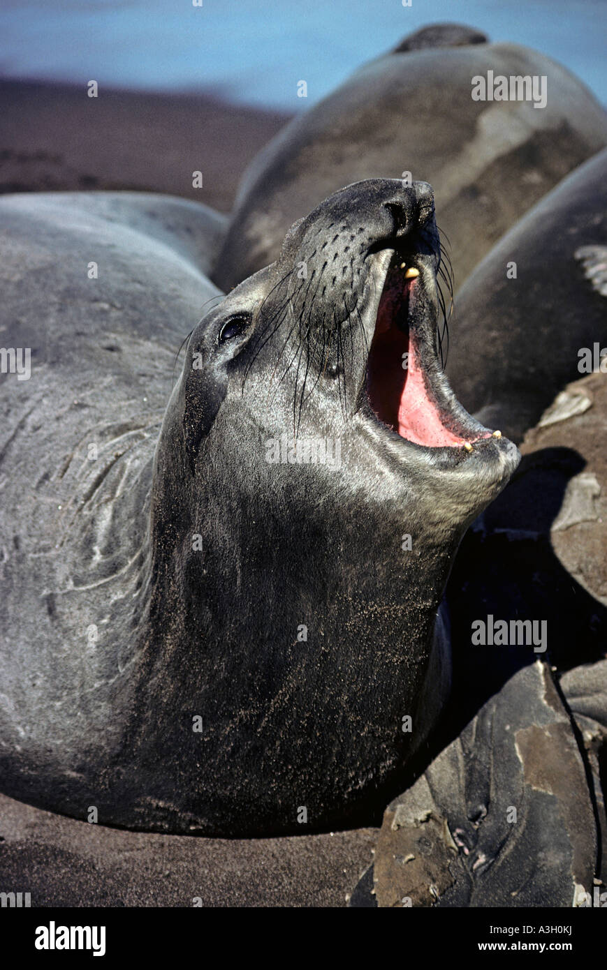 Nördlichen See-Elefanten Kuh Mirounga Angustirostris San Benitos Insel Baja California Mexiko Stockfoto