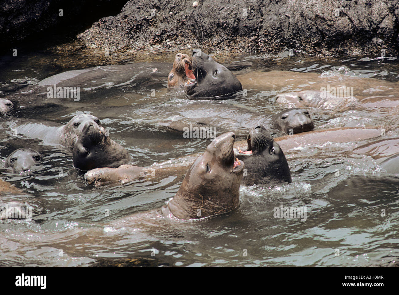 Nördlichen See-Elefanten Mirounga Angustirostris San Benitos Insel Baja California Mexiko Stockfoto