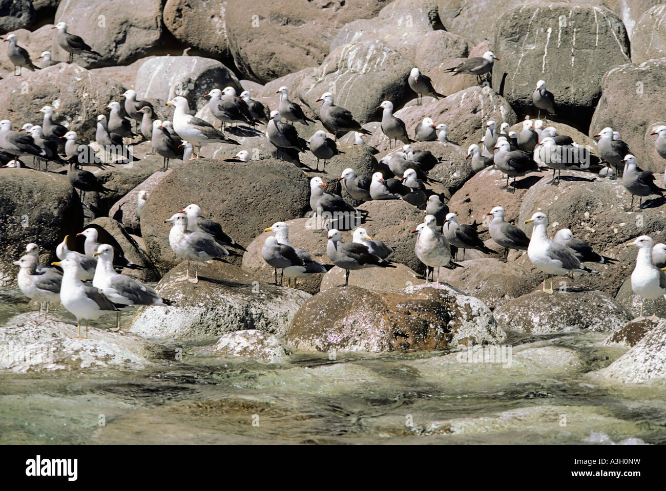 Heermann s Möwen Larus Heermanni und westlichen Möwen Larus Occidentalis Isla San Pedro Martir Baja California Mexiko Stockfoto