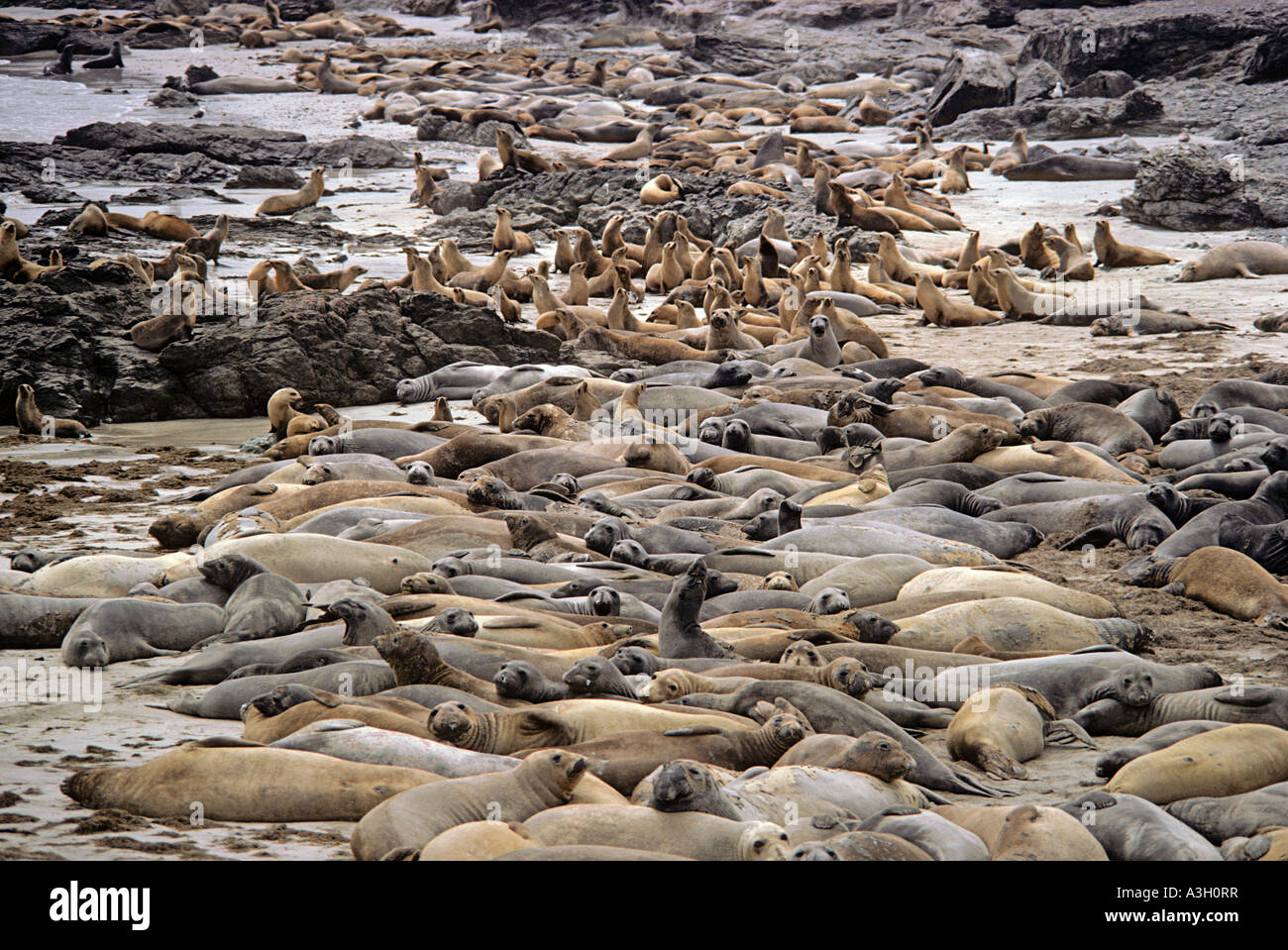 Kalifornien Seelöwen und Elefant Robben Insel San Benitos Baja California Mexiko Stockfoto