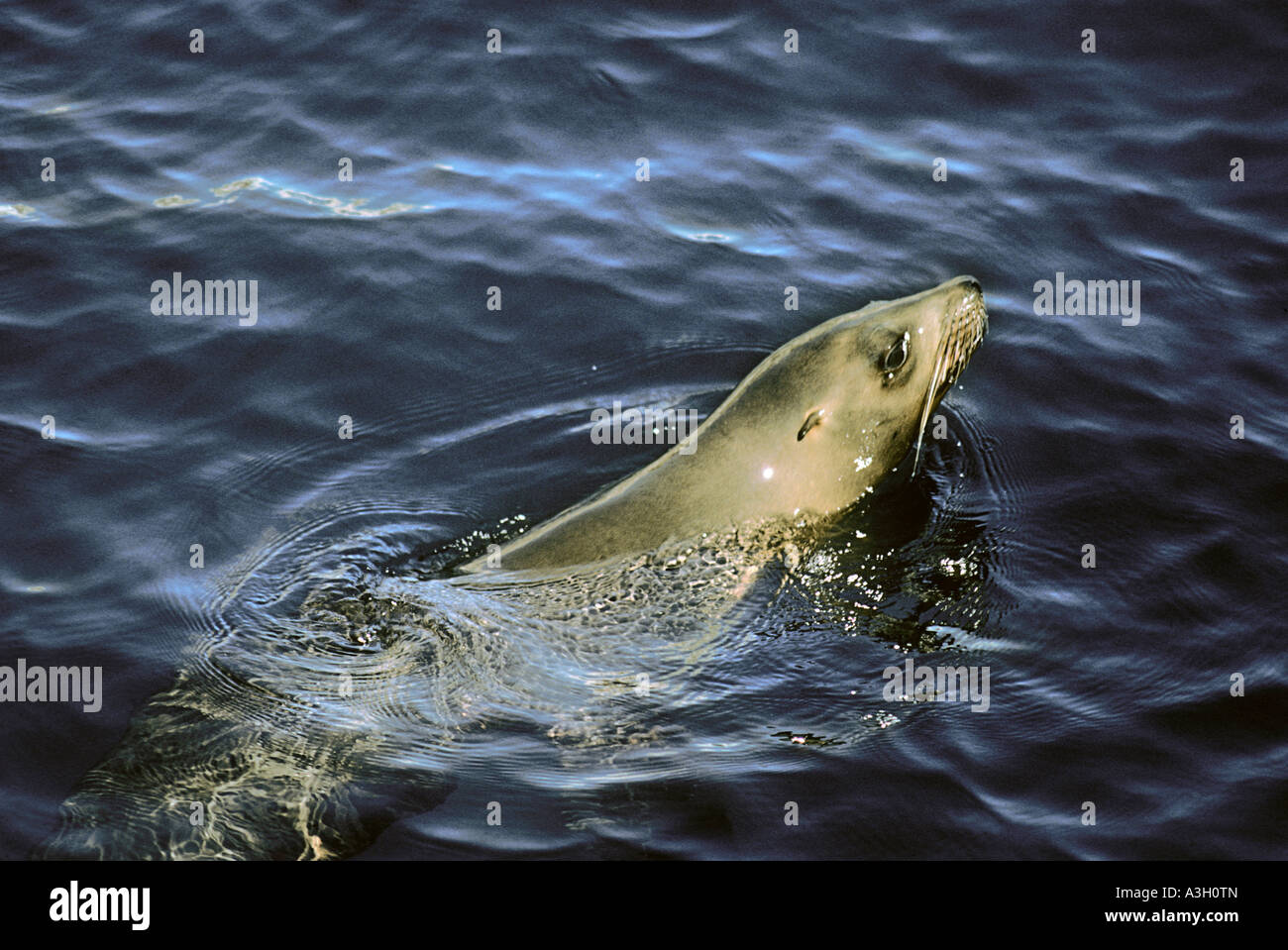 Kalifornien Sea Lion Zalophus Californianus Meer von Cortez Baja California Mexiko Stockfoto