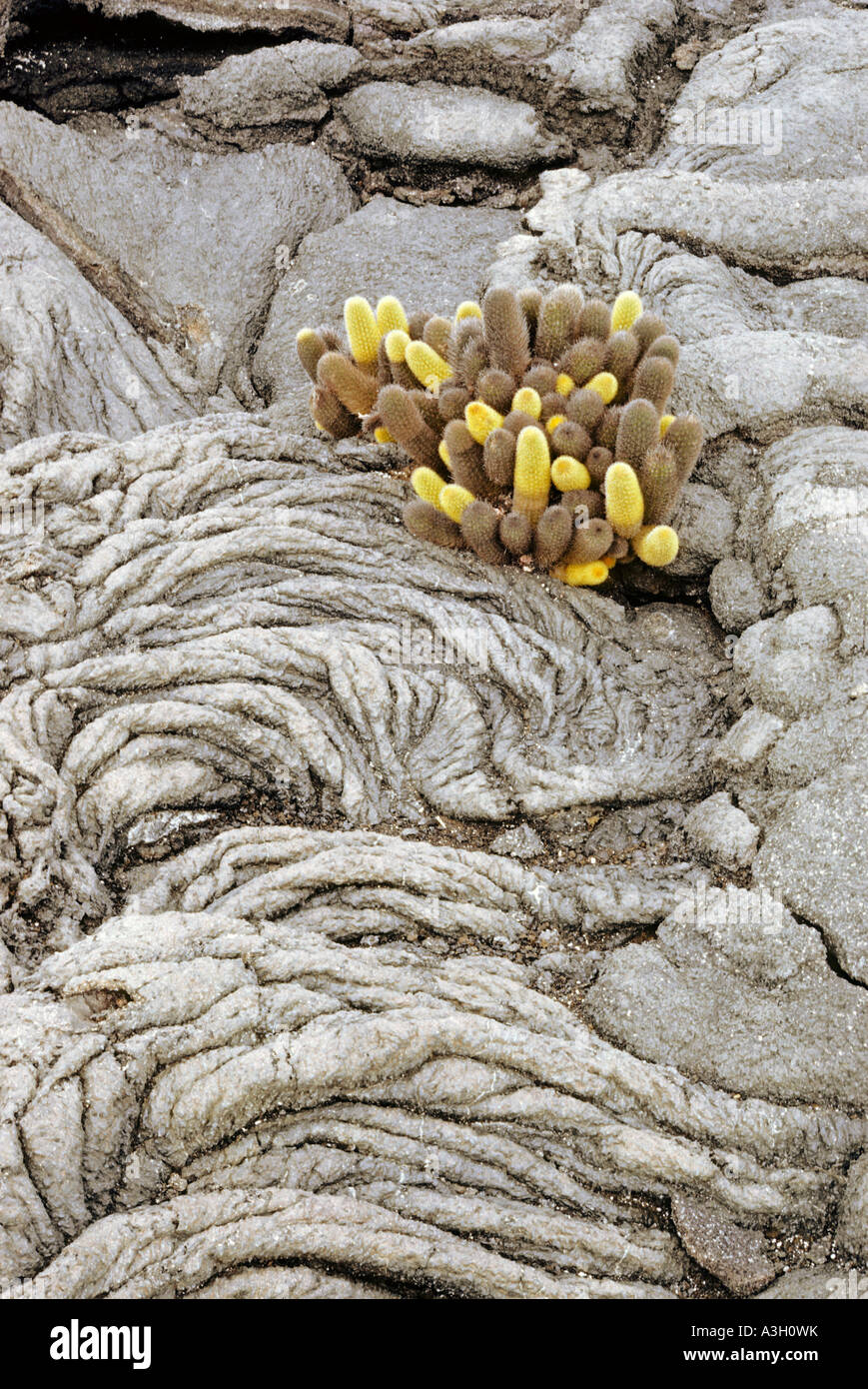 Brachycereus Kaktus in Pahoehoe-Lava Galapagos Stockfoto