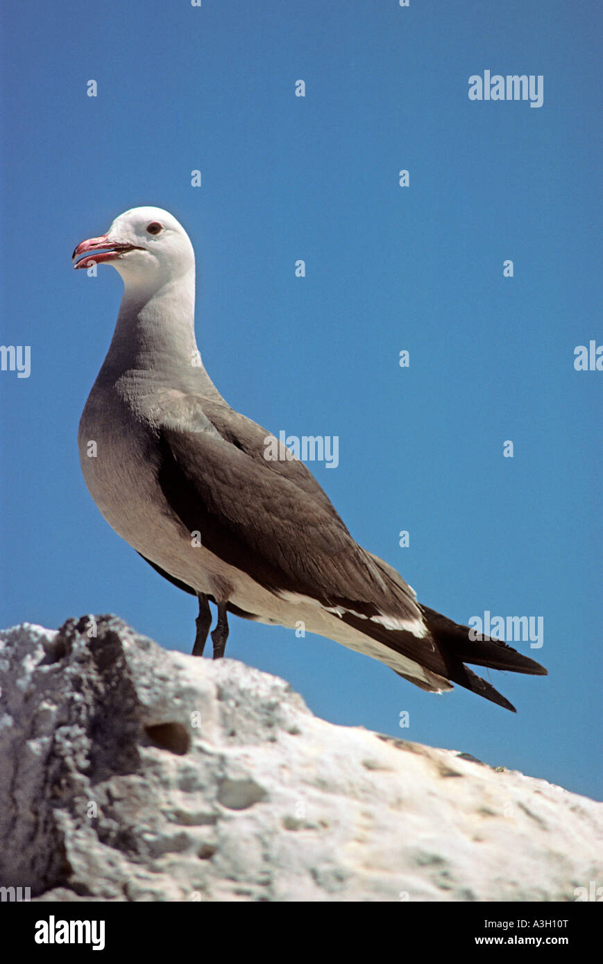 Heermann s Gull Larus Heermanni Raza Insel Baja California Mexiko Stockfoto
