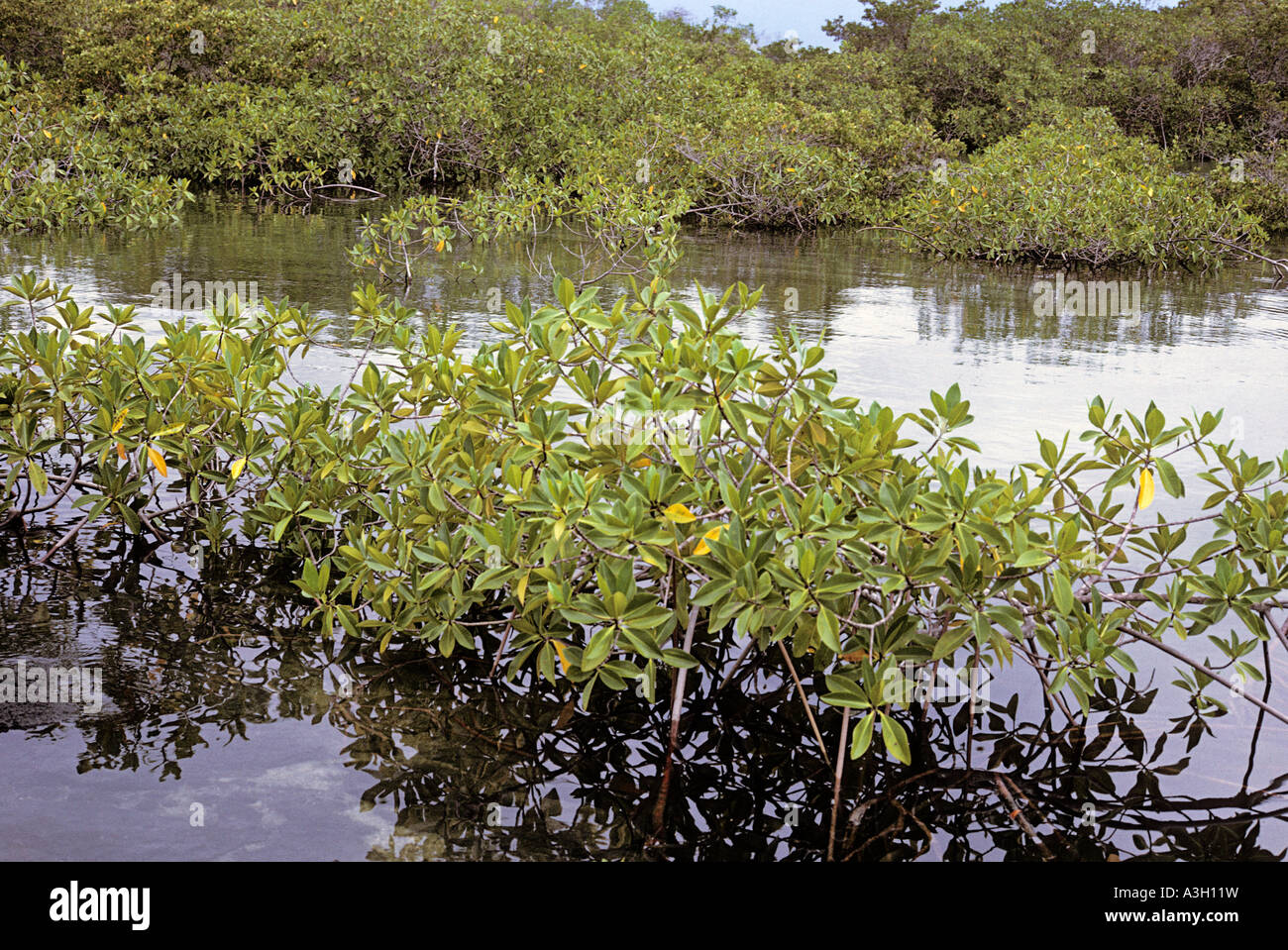 Mangroven Fernandina Insel Galapagos Stockfoto