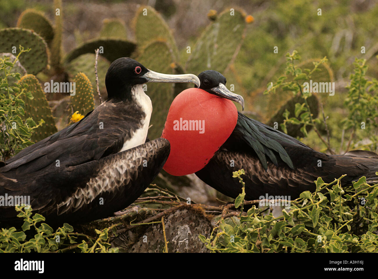Balz herrliche Frigatebirds Fregata magnificens Galapagos-Inseln Stockfoto
