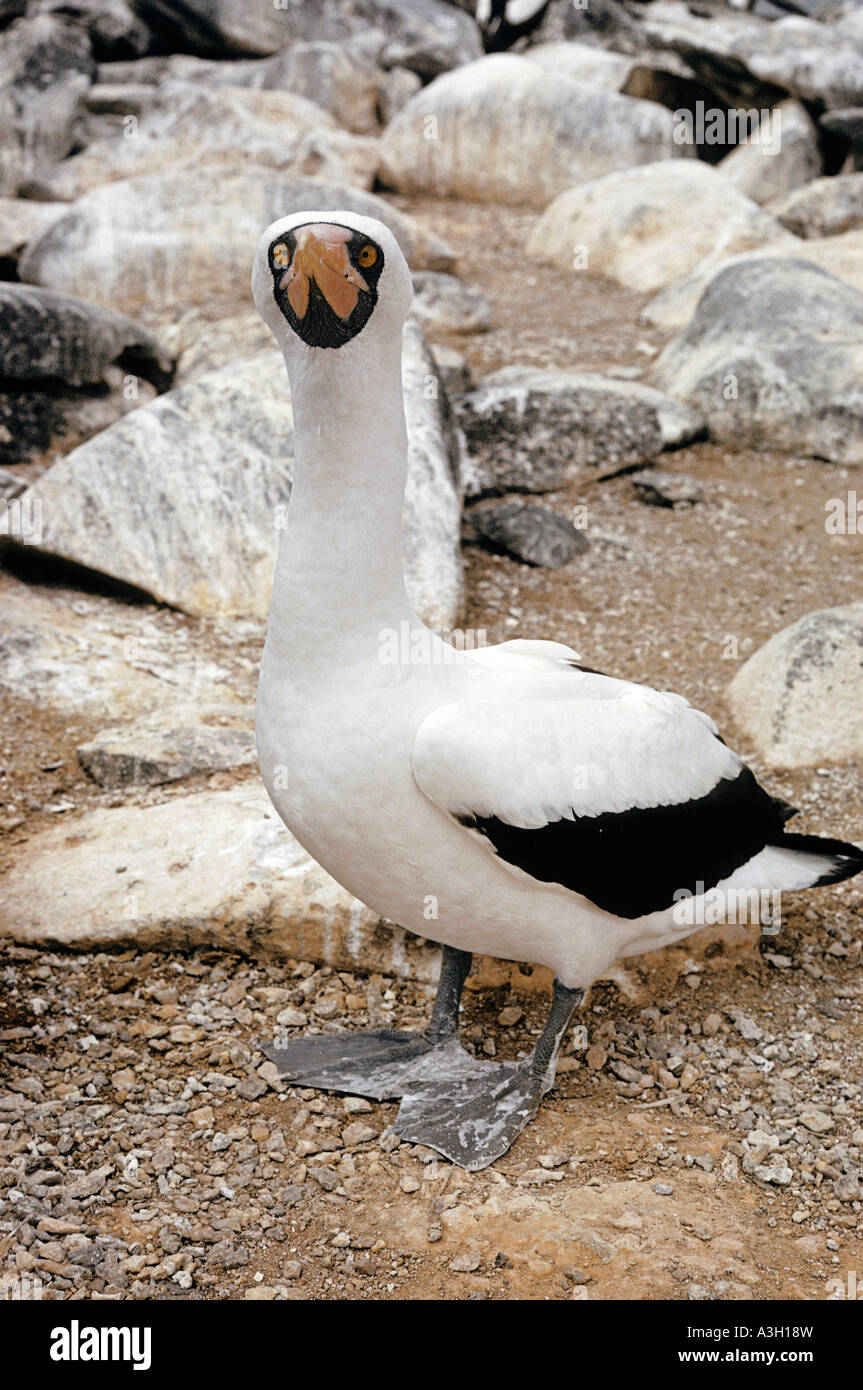 Masked Booby Sula Dactylatra Galapagos-Inseln Stockfoto