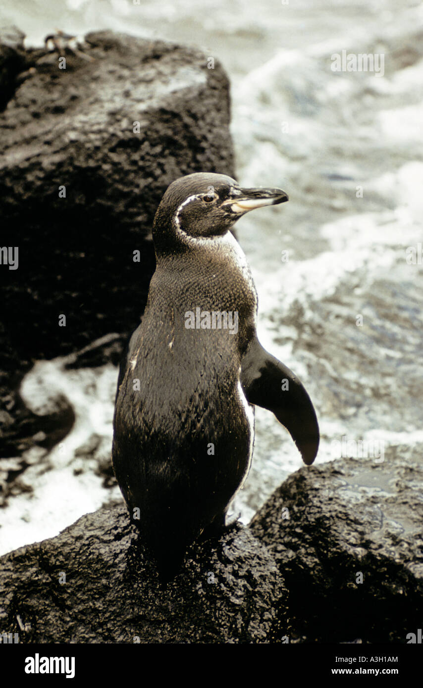Galapagos Pinguin Spheniscus Mendiculus Isabella Insel Galapagos Stockfoto